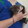 Под Саратовом чипировали домашних куниц